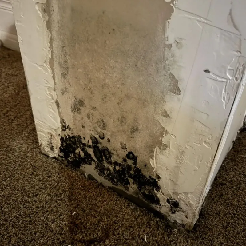 Professional Mold Removal in Winchester, IL